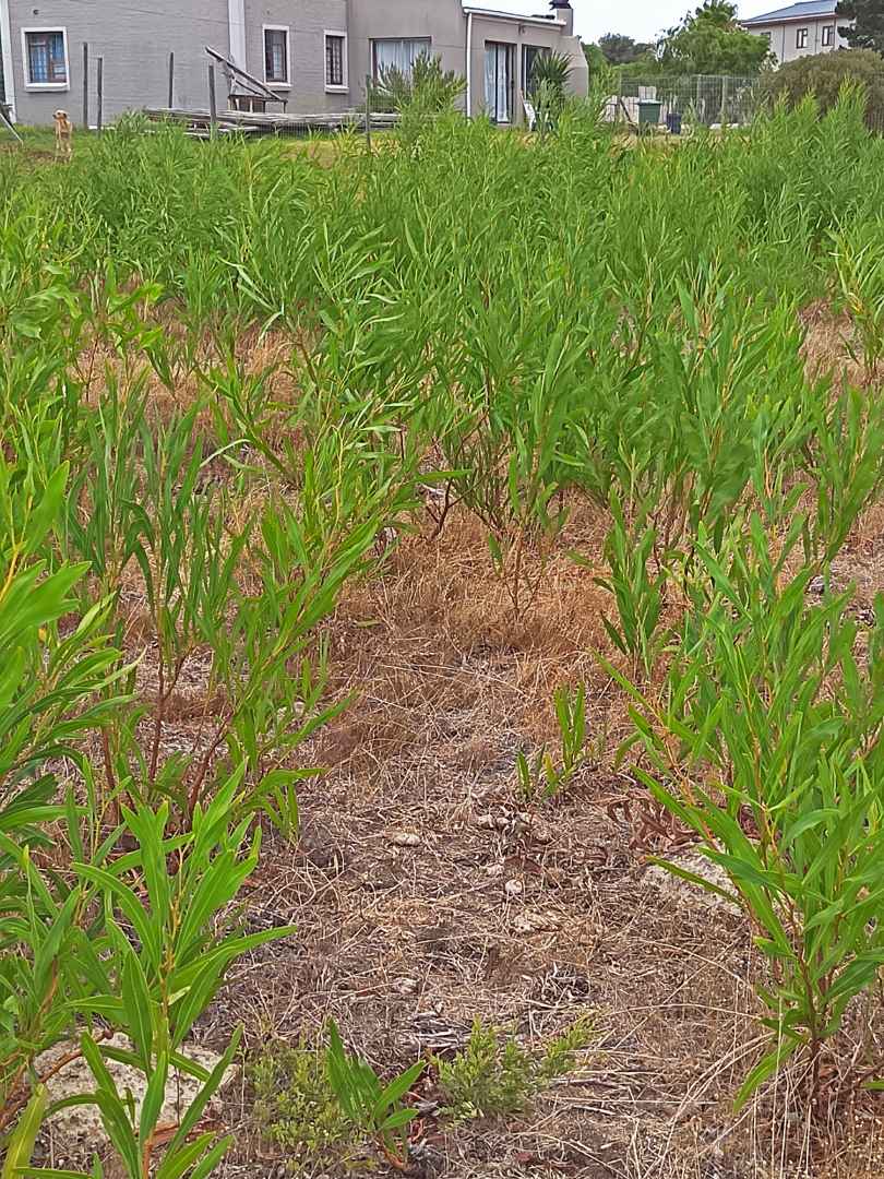 0 Bedroom Property for Sale in Fisherhaven Western Cape